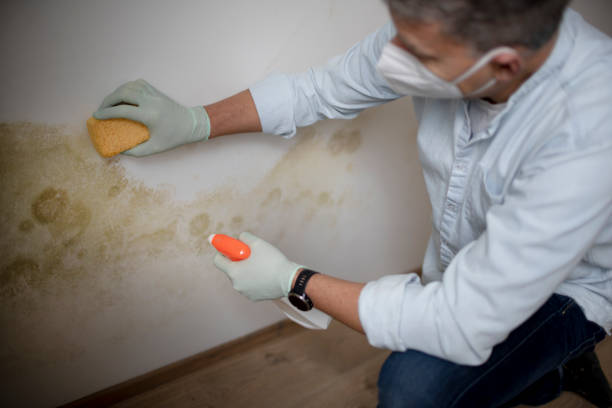 Best Black Mold Remediation in Spring Valley, NV