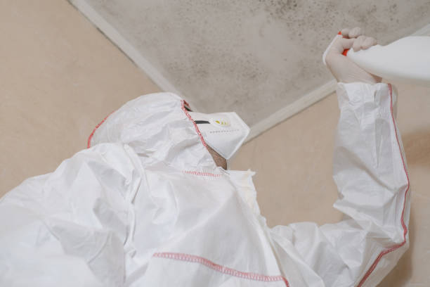 Professional Mold Remediation in Spring Valley, NV