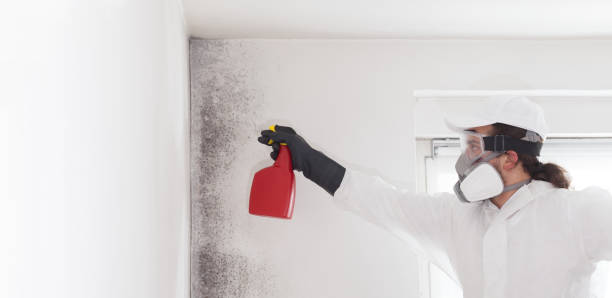 Best Bathroom Mold Remediation in Spring Valley, NV